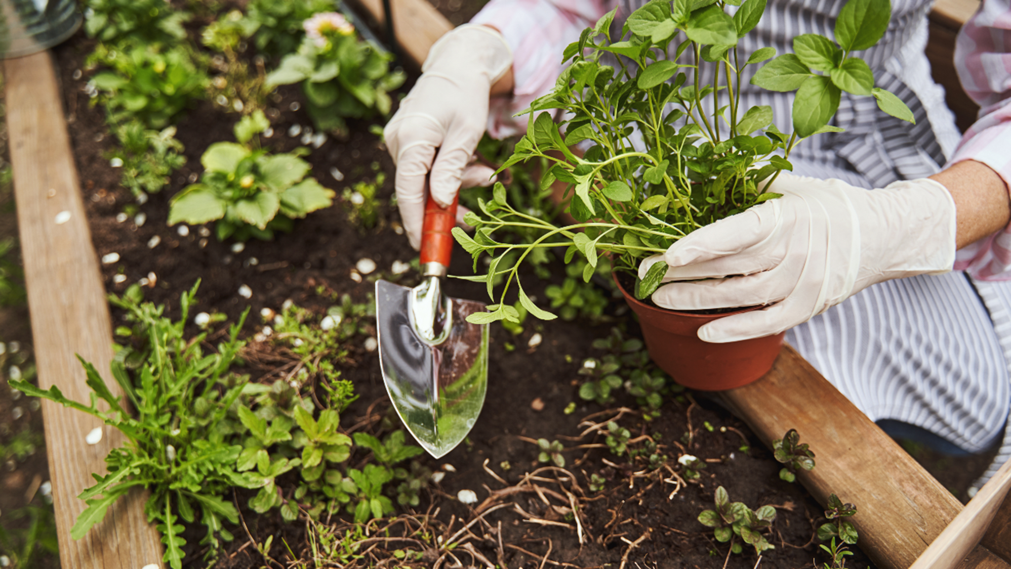 Cura del giardino in primavera: tutti i consigli e gli strumenti essenziali