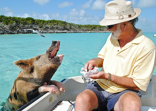 豚の楽園 ピッグ ビーチ ヘようこそ Slowear